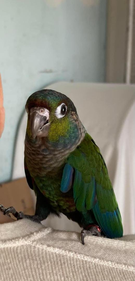 Crimson Bellied Conure