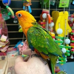 Jenday Conure Parrots For Sale