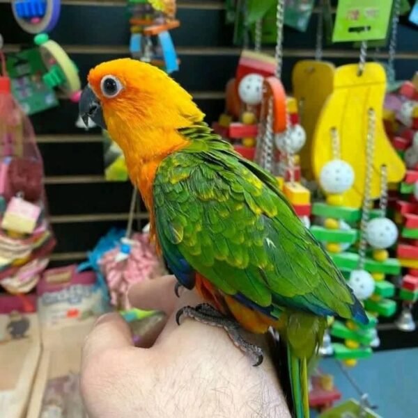 Jenday Conure Parrots For Sale