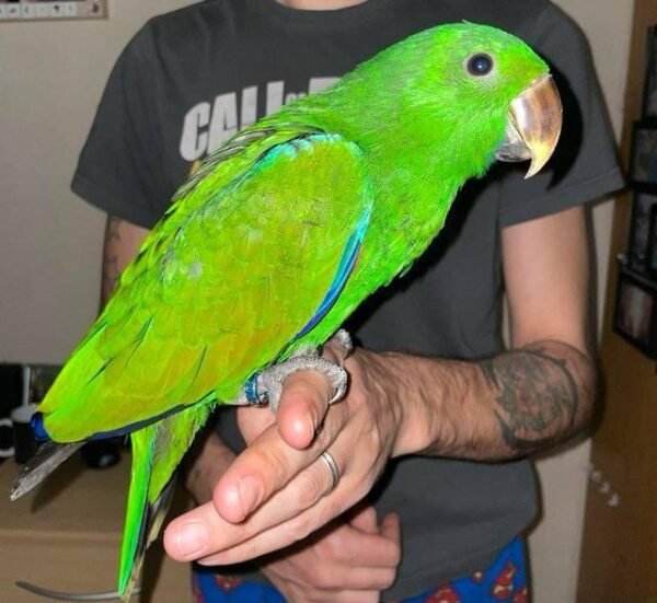 Solomon Island Eclectus