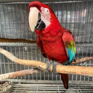 Green Winged Macaw