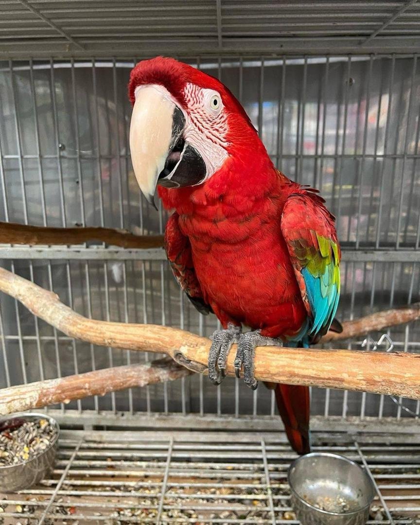 Green Winged Macaw