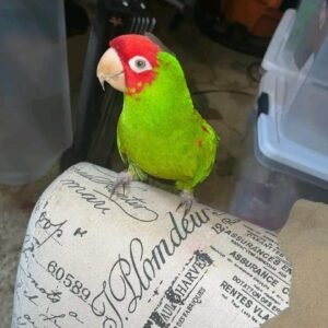 Cherry Headed Conure For Sale