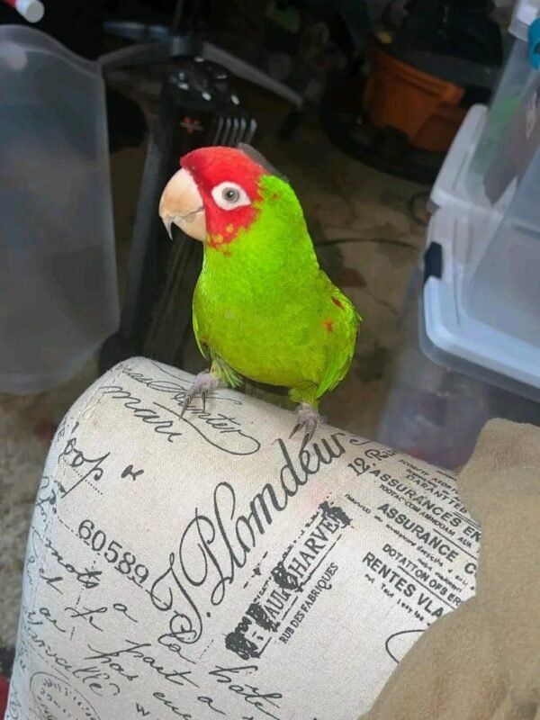 Cherry Headed Conure For Sale