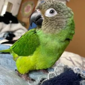 Dusky Headed Conure Parrots For Sale