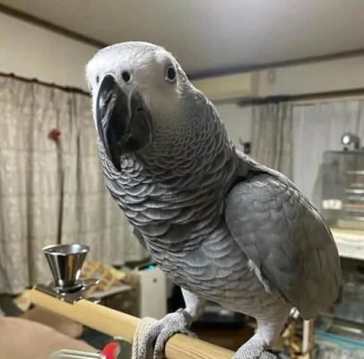 Parrots For Sale