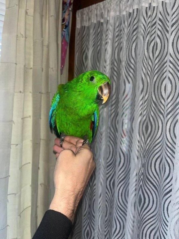 Solomon Island Eclectus