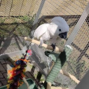 Umbrella Cockatoo For Sale