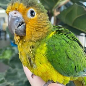 Brown Throated Conure