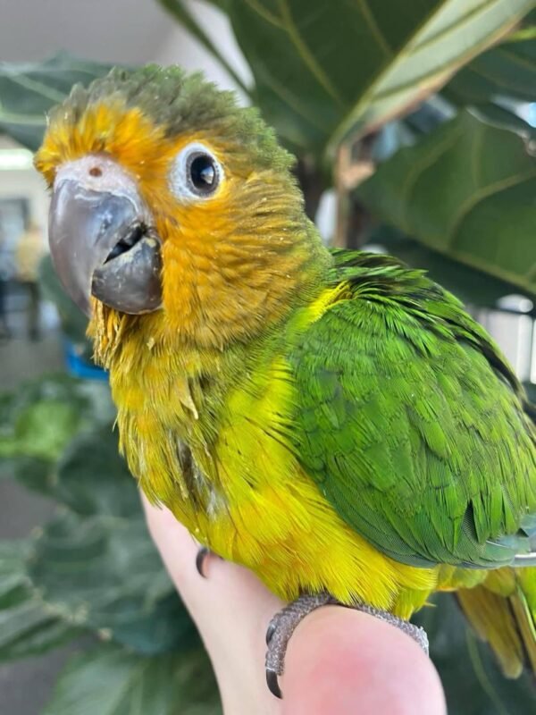 Brown Throated Conure