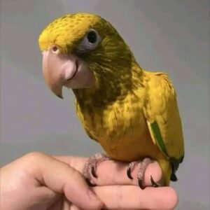 Golden Conure