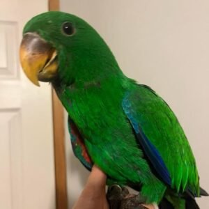 Red Sided Eclectus