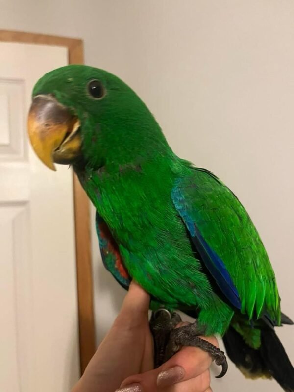 Red Sided Eclectus