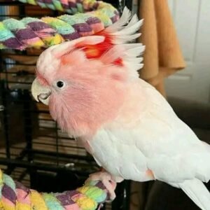 Major Mitchell's Cockatoo for Sale