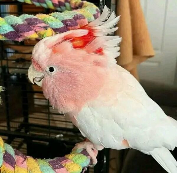 Major Mitchell's Cockatoo for Sale