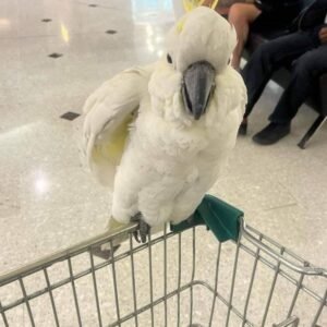 Sulphur crested Cockatoo for sale