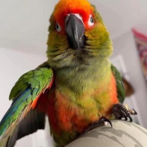 Gold Capped Conure Parrots For Sale