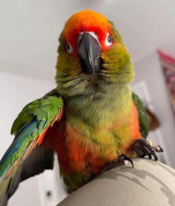 Gold Capped Conure Parrots For Sale Online - Live Parrots