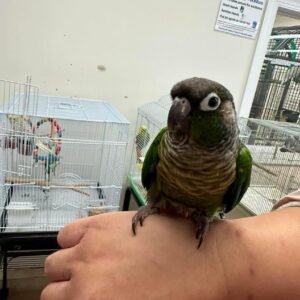 green cheek conure for sale