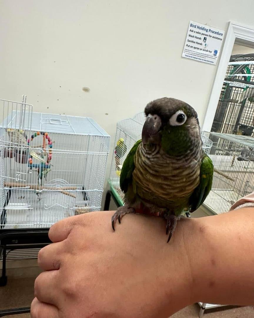 green cheek conure for sale