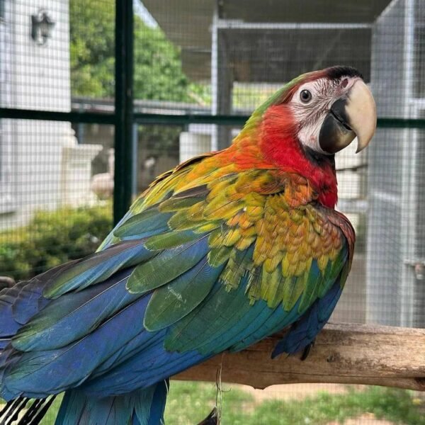 Catalina Macaw