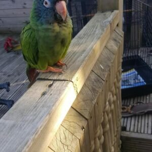 Blue Crowned Conure Parrots For Sale