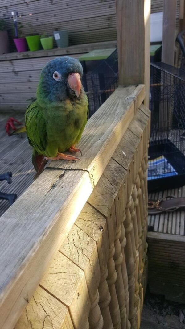 Blue Crowned Conure Parrots For Sale