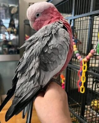 Rose breasted cockatoo for sale