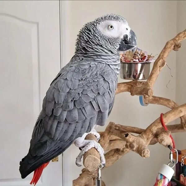 african grey parrot for sale