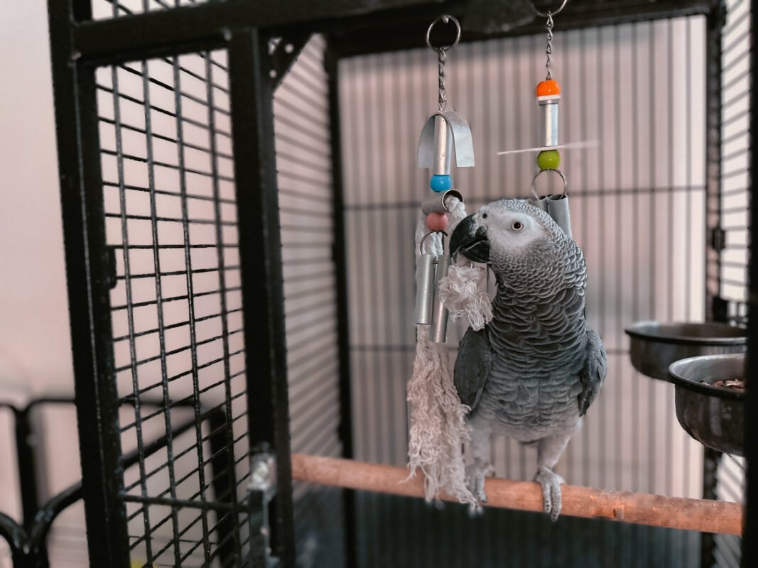 Parrot for sale