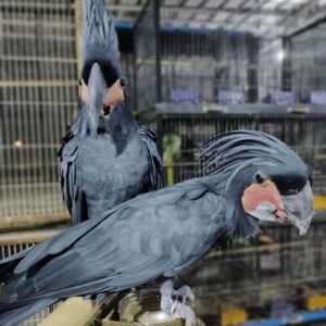 Black Palm Cockatoo for Sale