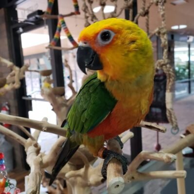 Conure Parrots For Sale