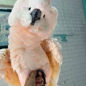 Moluccan Cockatoo for sale