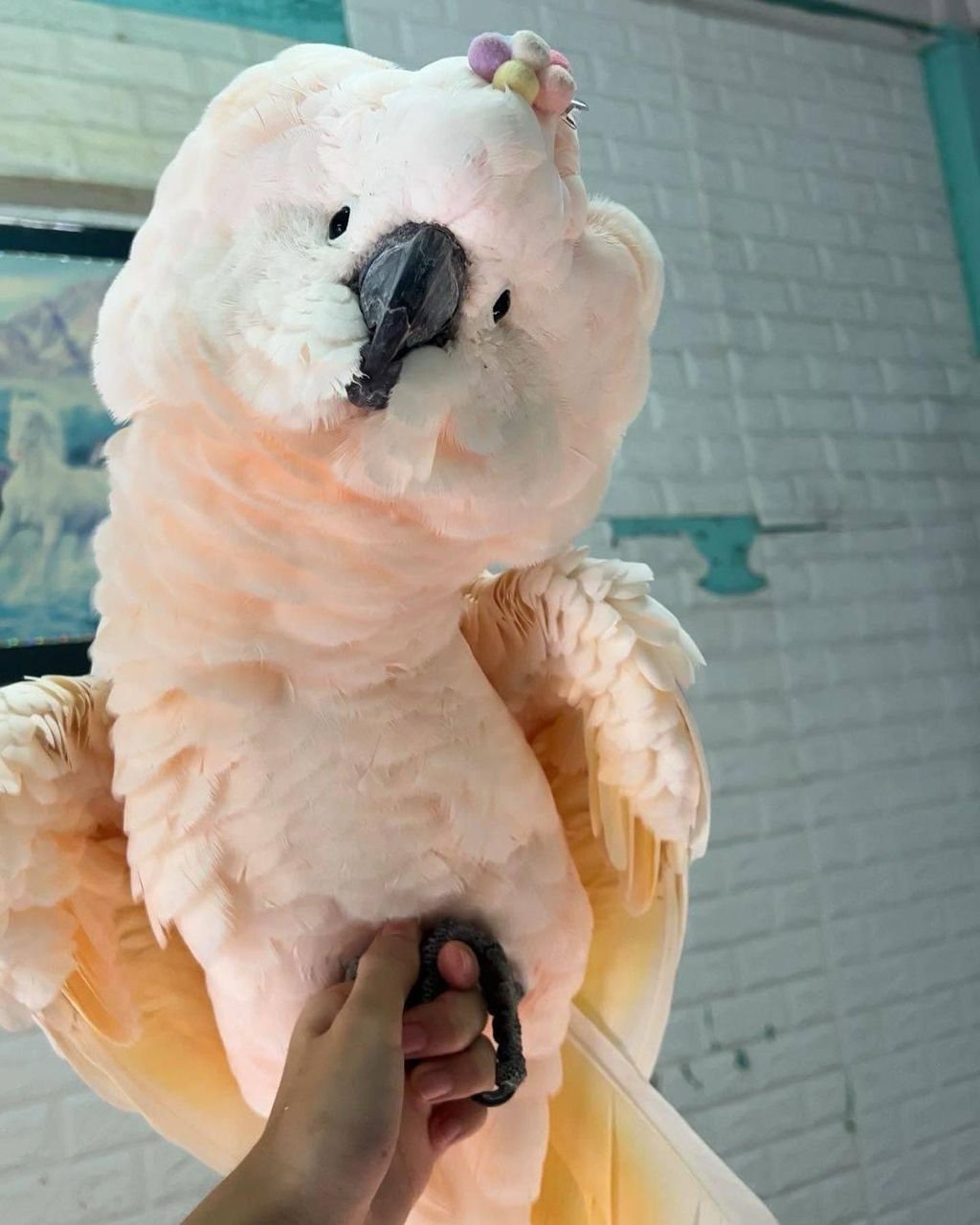 Moluccan Cockatoo for sale