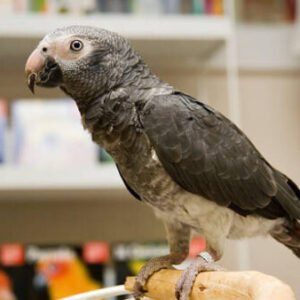 Timneh African Grey Parrot