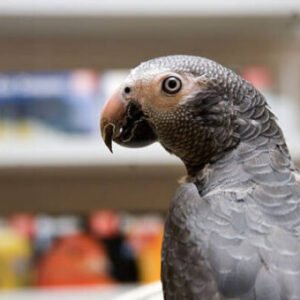 Timneh African Grey Parrot