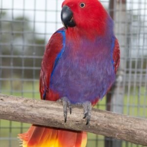 Vosmaers Eclectus