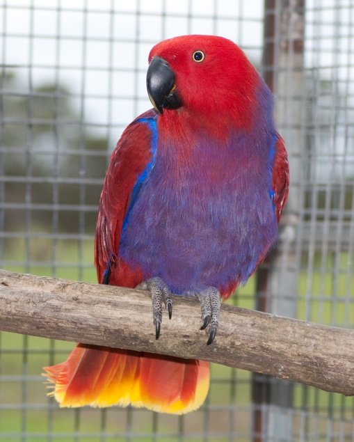 Vosmaers Eclectus