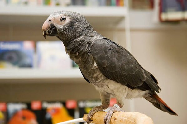 african grey parrots for sale